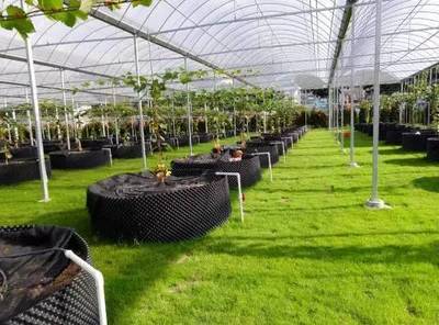 懷化共享農業(yè)新篇章 葡萄免費吃三年，智能管理引領未來